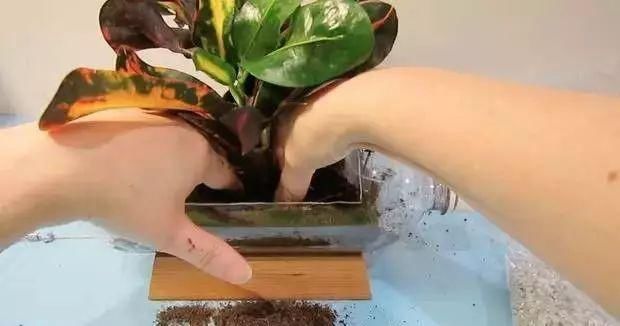 「番茄」春天来了,用塑料瓶种菜,自给自足,每个人都可以学会!