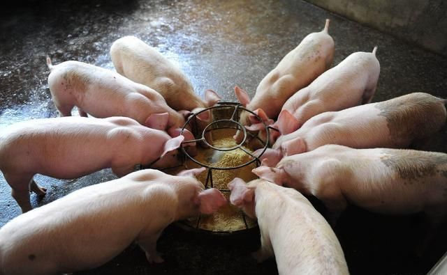 猪价行情低迷，2019年养猪是否可行？需要注意哪些问题