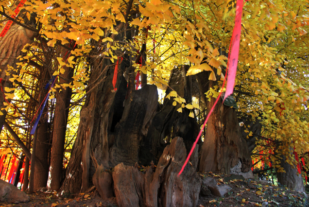 2600年前老子种下的银杏树,长成了中国地图,美出了天际!