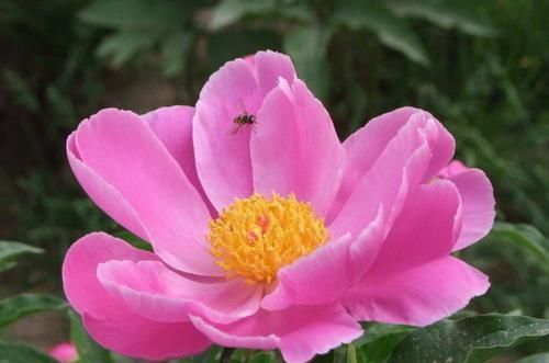  药用价值：“5种”常见花卉，“药用价值”高，以前小看啦