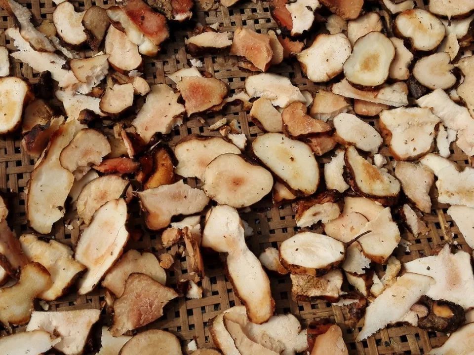 农村山里一种野草，根似人参，夏季见到别错过，30元一斤成稀罕货