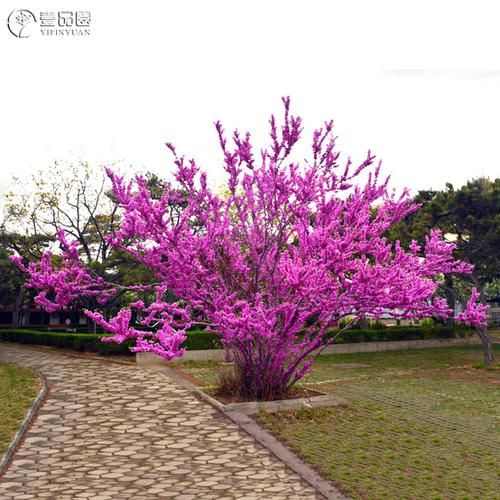  庭院■春天来了，在院子里种上这些花卉，花开清香又怡人