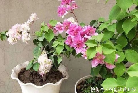 『扦插』春天种花3种,枝条沾土就生根,阳台变花