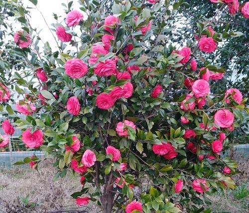  「导致烂根」买回来才两周的茶花就掉花苞卷叶还有救吗？一招或许可救，来看吧