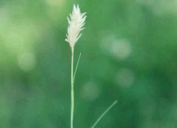 冬日絮语：静美之后蕴深沉