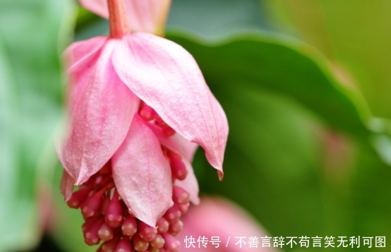 『试试』家里的书桌除了书什么都没有,过于单调,那就试试这几种小盆栽吧