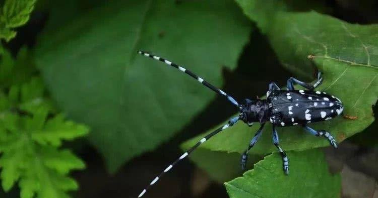 农民们头疼的害虫，农村娃娃抓来当“玩具”，如今价值却贼珍贵
