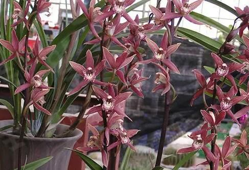  花芽分化期■兰花2年不开花？掐准时机“浇”磷酸二氢钾，花剑嗖嗖长满盆