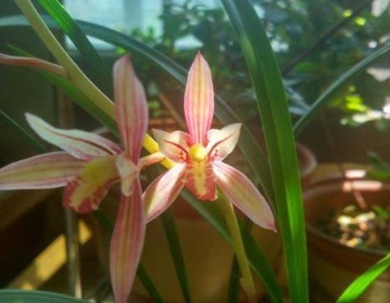  【肥料】兰花春天做好这几点，能多长芽、长壮芽、多开花，花开多又香