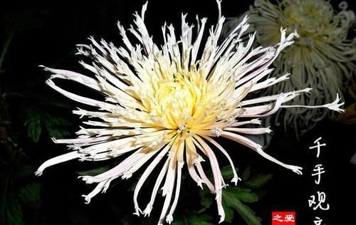 『玉手』喜欢赏菊,就养盆“珍稀名菊”千手观音,似芊芊玉手,艳丽妖娆