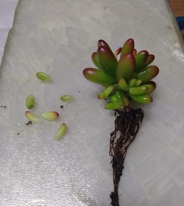  [心情]多肉心情│欠了妈妈三年的虹之玉！只因那年初识多肉