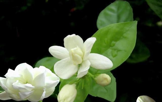 #旺盛#六月养这些花,越晒越旺盛,热不死还疯长,美得逆天!