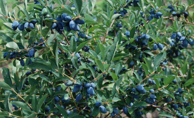  「野果」农村一野果被捧为“天价果”，农民种植后直呼：是坑啊