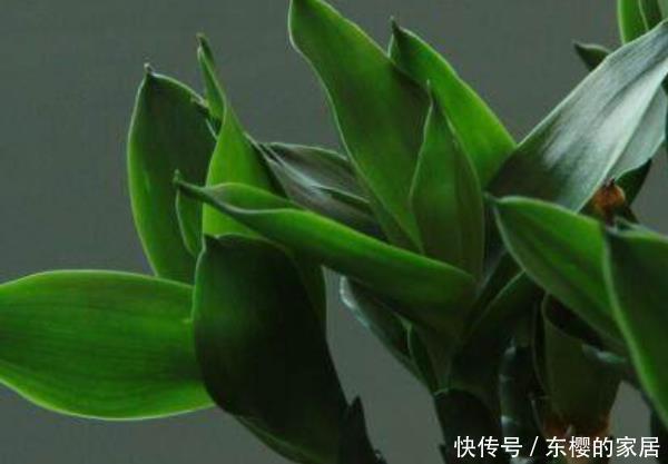  「特别」卫生间养上“3种花”，特别漂亮，尤其最后一种，异味全跑没了！