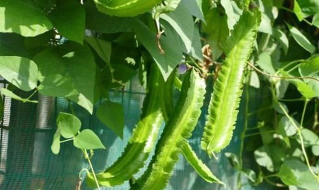  「植物」被称为豆中金子的一种植物，还能做观赏植物，你肯定没见过