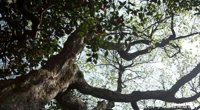  [树木]世界上最“孤独”的树，全世界仅中国有1棵
