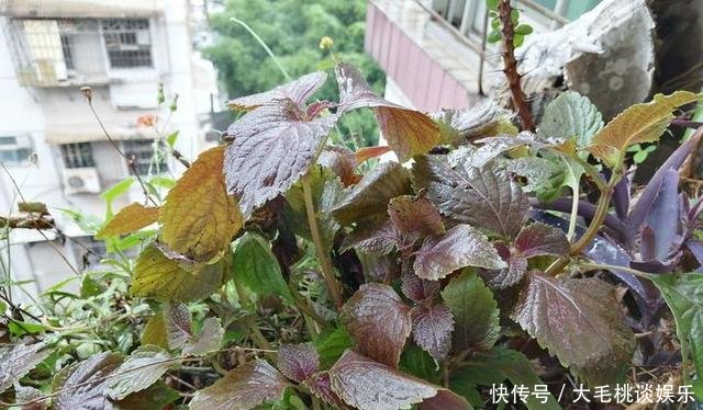  [竟然]这两种野草和配菜，在花盆都能长得很茂盛，竟然浑身是宝