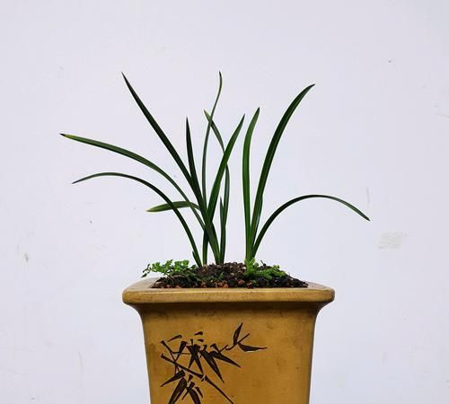  『兰花的芦头』兰花养着养着就烂根发臭了怎么回事？原来是上盆进入了误区