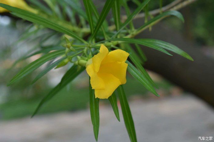 青山绿水祭忠魂，长安CS75 PHEV回头率自然是特别的高