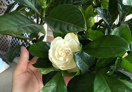  #栀子花#买回来的大叶栀子花把根部黄泥土洗掉换盆，第二天叶子下垂要紧吗