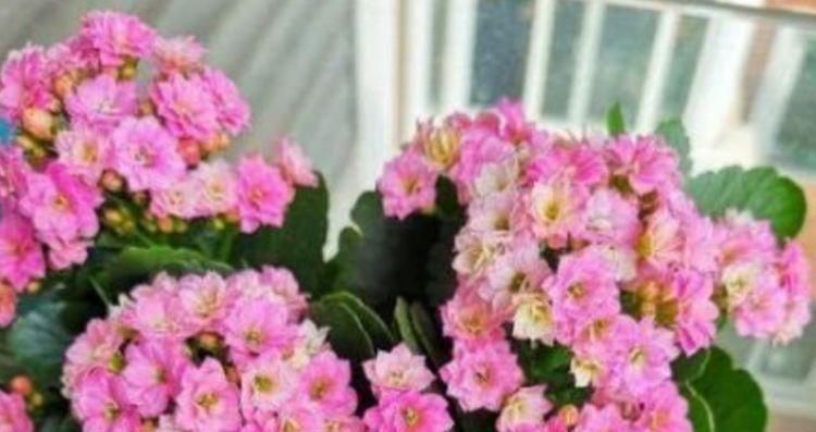  不间断的开@养花就养这几款,花姿妖娆,四季繁花似锦,姿色艳丽