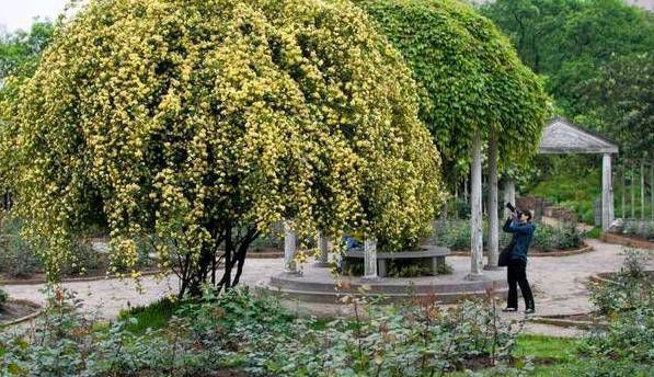  『木香花』不要为了赏花和做美味的食物而把桂花种在花盆里。