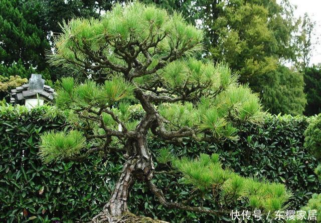 寓意|几种寓意好又大气的盆景,喜欢别错过,养在家里很气派