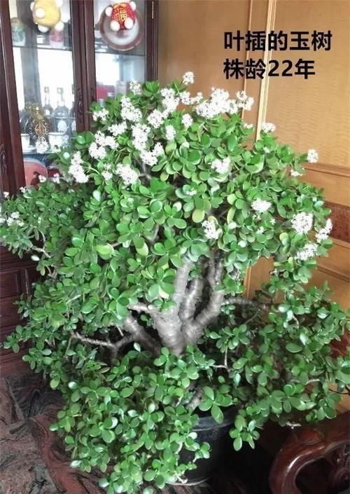  【图片作者】朋友借了几片花叶子，结果扦插繁殖一阳台，最后还了20盆！