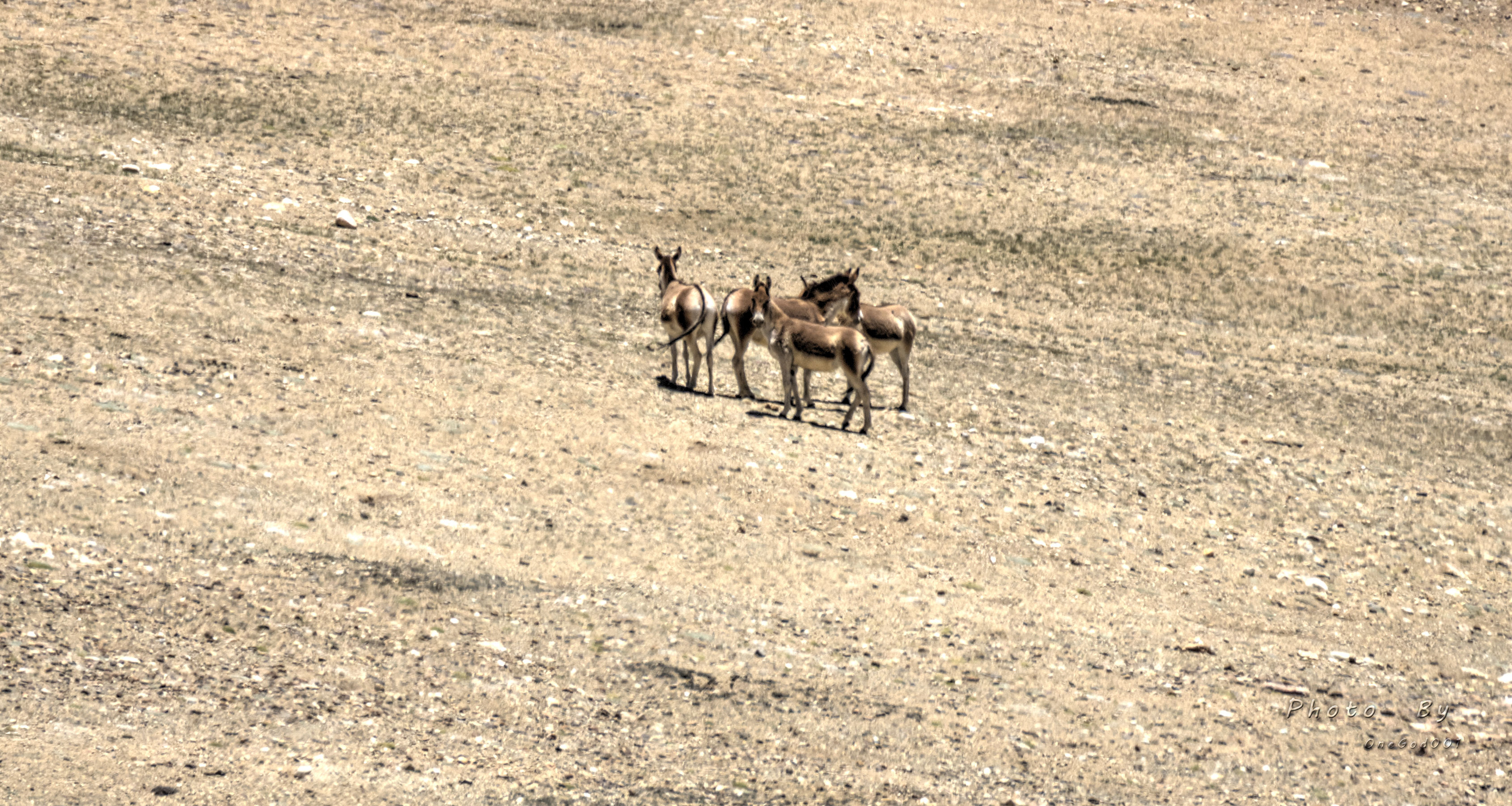 川进青出，十五天三省，318全线，冰川、湖泊、雪山探秘之旅。
