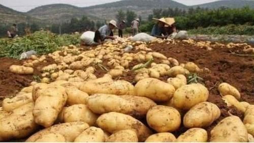 全球最神奇的沙漠种出土豆，外国网友直呼：中国人治沙真厉害