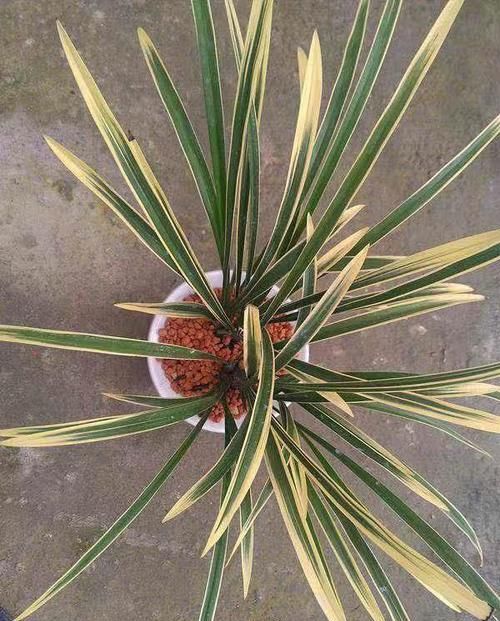  铭品■花叶“双艺”的兰花铭品，花香出众，花量惊人，最完美的线艺之作