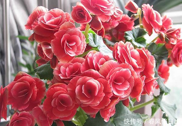 『漂亮』喜欢在家中养护花卉,就选择花色艳丽,花期长,养护漂亮的花卉
