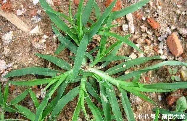  「牛筋草」乡间1种“野草”，长路边不起眼，农民当害草，竟有人