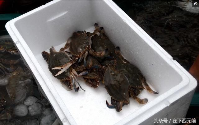 青岛海鲜早市，梭子蟹开始上市，价格逐渐走低，活蟹25元一斤