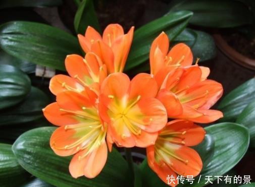  『亲授』40年老花农亲授经验，养这4种“少浇水”，反而长得旺、开花多