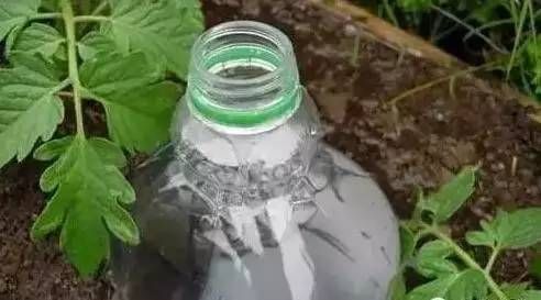  「植物」准备离开植物一段时间，我是这样给植物浇水的