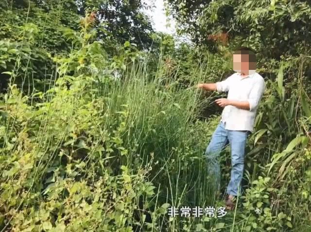  野草：农村一种“光棍”野草，无花无叶只有杆，但煎水喝眼睛越