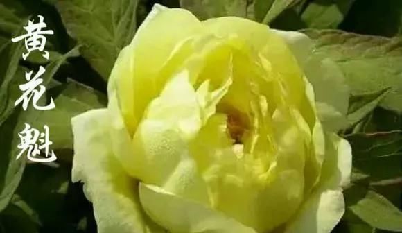  『牡丹』芍药和牡丹的区别图,看懂图就能轻松区分出来!