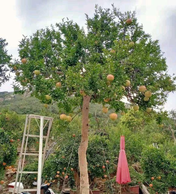  「家门口」门前栽树有门道？这5种树能“镇宅”，这3种不能栽，