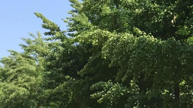  森林■36℃+8级阵风！山东五一期间天气预报出炉 森林火险等级高