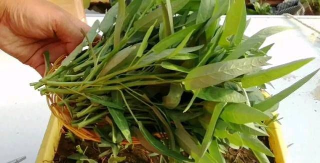  「蔬菜」不能在光线不好的阳台上种菜吗？即使是漫长的黑暗的一天