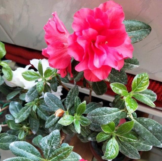  【钾肥】家庭养杜鹃开花少？因为“太饿了”，喂“磷钾肥”，促进开花