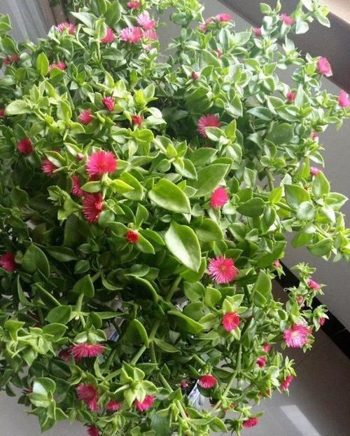 『栽养护』这种吊兰漂亮又好养,一年开花200天,还能当菜吃,清脆又爽口