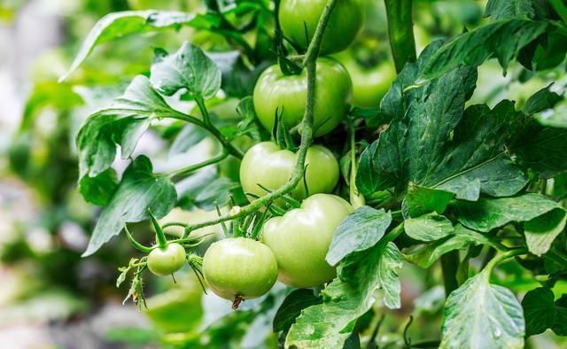 很多年轻人都开始回乡创业了，那么在农村种植什么东西最赚钱？