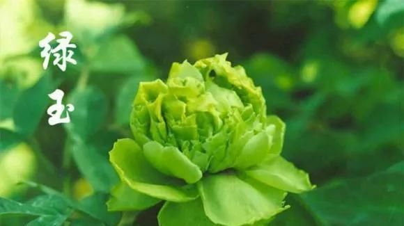  『牡丹』芍药和牡丹的区别图,看懂图就能轻松区分出来!