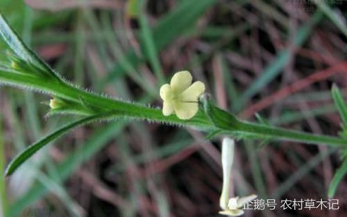  【珍惜】此物便是“独脚金”，请别当杂草拔掉，目前800元一斤，