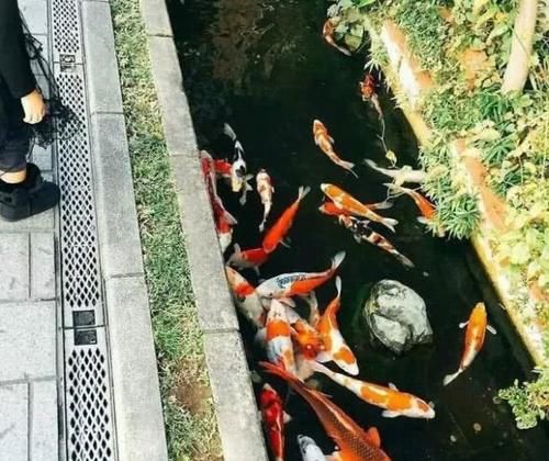  『排水沟』日本的排水沟为啥能养锦鲤？跟3点原因有关，不是谁都模仿的来！