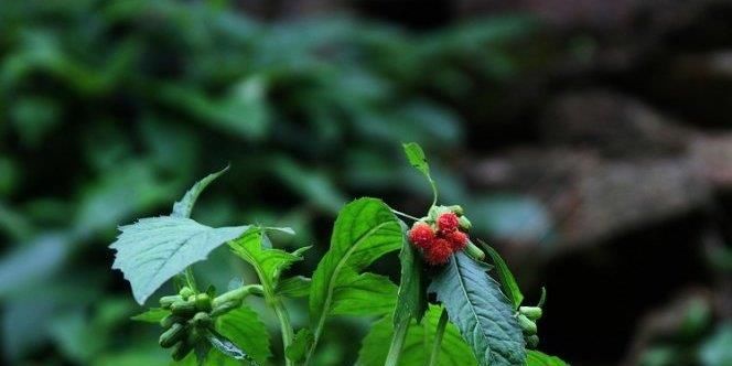 路边@这野草,路边常见,能降血压助消化,一斤卖2元,遇见别错过!