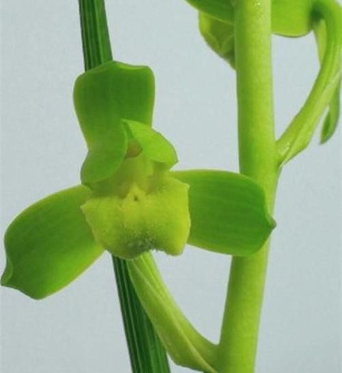  『蕙兰国荷』此花以独特的花色赢得花迷们的青睐，花量巨多，花香四溢，易养活