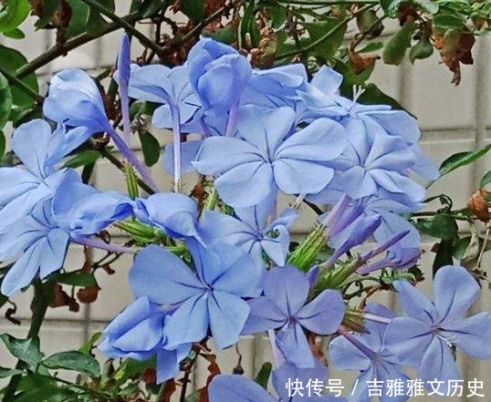  『开花』开花劳模就是它，开春狠心剪一剪，半个月就爆盆，不要心疼枝条！